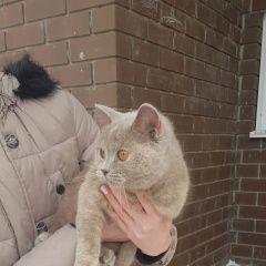 Подробнее об объявлении «Найдена кошка домашняя, ласковая, добрая Калуга» Фото: найдена кошка Британская короткошерстная кошка «Найдена кошка домашняя, ласковая, добрая Калуга» в г. Калуга