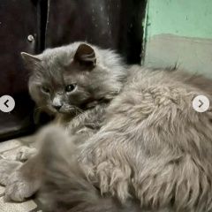 Подробнее об объявлении «Москва Найдена кошка ( или кот) серый пушистый» Фото: найдена кошка Русская голубая кошка «Москва Найдена кошка ( или кот) серый пушистый» в г. Москва
