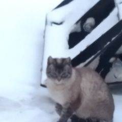 Подробнее об объявлении «Найдена кошка или кот Санкт-Петербург» Фото: найдена кошка  «Найдена кошка или кот Санкт-Петербург» в г. Санкт-Петербург