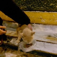 Подробнее об объявлении «Москва Найден кот базовская» Фото: найдена кошка  «Москва Найден кот базовская» в г. Москва