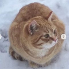 Подробнее об объявлении «Москва Найдена кошка кот рыжий» Фото: найдена кошка  «Москва Найдена кошка кот рыжий» в г. Москва