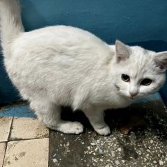 Подробнее об объявлении «Москва Найдена кошка белая» Фото: найдена кошка  «Москва Найдена кошка белая» в г. Москва