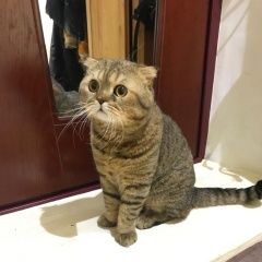 Подробнее об объявлении «Видное Найден кот 6 февраля. на ул. гаевского» Фото: найдена кошка  «Видное Найден кот 6 февраля. на ул. гаевского» в г. Видное