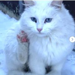 Подробнее об объявлении «Москва Найдена кошка белая пушистая» Фото: найдена кошка  «Москва Найдена кошка белая пушистая» в г. Москва