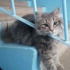 Подробнее об объявлении «Найдена кошка серая Альметьевск» Фото: найдена кошка  «Найдена кошка серая Альметьевск» в г. Альметьевск