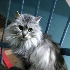 Подробнее об объявлении «Найдена кошка или кот пушистый Альметьевск» Фото: найдена кошка  «Найдена кошка или кот пушистый Альметьевск» в г. Альметьевск