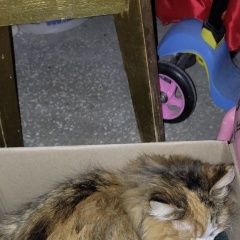 Подробнее об объявлении «Екатеринбург Найдена кошка» Фото: найдена кошка  «Екатеринбург Найдена кошка» в г. Екатеринбург