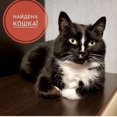 Подробнее об объявлении «Москва Найдена кошка чёрная» Фото: найдена кошка  «Москва Найдена кошка чёрная» в г. Москва