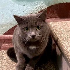 Подробнее об объявлении «Москва Найдена кошка или кот» Фото: найдена кошка  «Москва Найдена кошка или кот» в г. Москва
