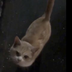 Подробнее об объявлении «Москва Найден кот рыженький» Фото: найдена кошка  «Москва Найден кот рыженький» в г. Москва
