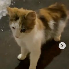 Подробнее об объявлении «Москва Найдена кошка трёхцветная» Фото: найдена кошка  «Москва Найдена кошка трёхцветная» в г. Москва