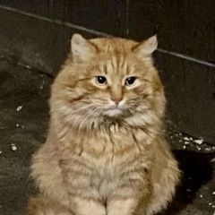 Подробнее об объявлении «Москва Найден кот рыжий» Фото: найдена кошка  «Москва Найден кот рыжий» в г. Москва