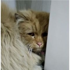 Подробнее об объявлении «Москва Найден кот рыжий кот» Фото: найдена кошка Персидская кошка «Москва Найден кот рыжий кот» в г. Москва
