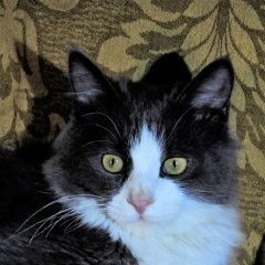 Подробнее об объявлении «Найден кот 10-мес. ищет нового хозяина Ставрополь» Фото: найдена кошка  «Найден кот 10-мес. ищет нового хозяина Ставрополь» в г. Ставрополь