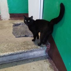 Картинка найдена кошка В городе Щербинка обнаружен котик. Щербинка