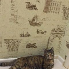 Подробнее об объявлении «Краснодар Найдена кошка» Фото: найдена кошка  «Краснодар Найдена кошка» в г. Краснодар