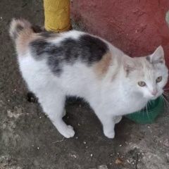 Подробнее об объявлении «Москва Найдена кошка трёхцветная» Фото: найдена кошка  «Москва Найдена кошка трёхцветная» в г. Москва