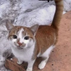 Подробнее об объявлении «Найдена кошка или кот рыжий Серпухов» Фото: найдена кошка  «Найдена кошка или кот рыжий Серпухов» в г. Серпухов