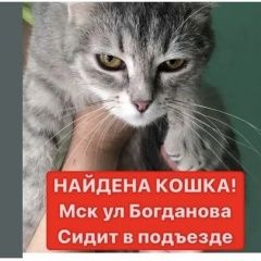 Подробнее об объявлении «Москва Найдена кошка серая» Фото: найдена кошка  «Москва Найдена кошка серая» в г. Москва
