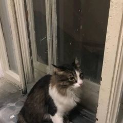 Подробнее об объявлении «Найдена кошка спб, центральный район, кот Санкт-Петербург» Фото: найдена кошка  «Найдена кошка спб, центральный район, кот...» в г. Санкт-Петербург