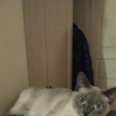 Подробнее об объявлении «Мытищи Найдена кошка» Фото: найдена кошка Сиамская кошка «Мытищи Найдена кошка» в г. Мытищи