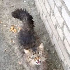 Подробнее об объявлении «Москва Найдена кошка или кот пушистый» Фото: найдена кошка  «Москва Найдена кошка или кот пушистый» в г. Москва