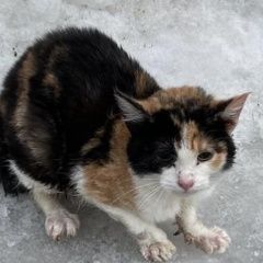 Подробнее об объявлении «Москва Найдена кошка трёхцветная» Фото: найдена кошка  «Москва Найдена кошка трёхцветная» в г. Москва