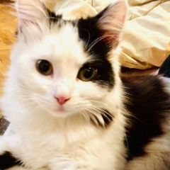 Подробнее об объявлении «Краснодар Найдена кошка район кск» Фото: найдена кошка  «Краснодар Найдена кошка район кск» в г. Краснодар