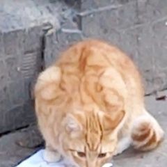 Подробнее об объявлении «Найдена кошка или кот Санкт-Петербург» Фото: найдена кошка  «Найдена кошка или кот Санкт-Петербург» в г. Санкт-Петербург