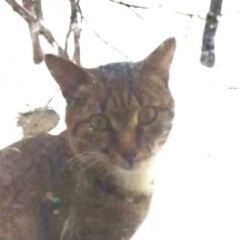 Подробнее об объявлении «Москва Найдена кошка или кот» Фото: найдена кошка  «Москва Найдена кошка или кот» в г. Москва