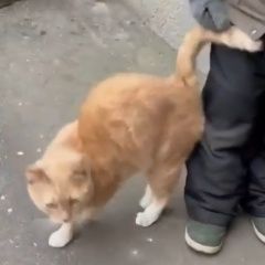 Подробнее об объявлении «Москва Найдена кошка или кот» Фото: найдена кошка  «Москва Найдена кошка или кот» в г. Москва