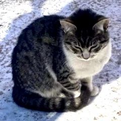Подробнее об объявлении «Москва Найдена кошка или кот» Фото: найдена кошка  «Москва Найдена кошка или кот» в г. Москва