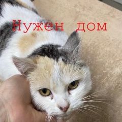 Подробнее об объявлении «Шахты Найдена кошка» Фото: найдена кошка  «Шахты Найдена кошка» в г. Шахты