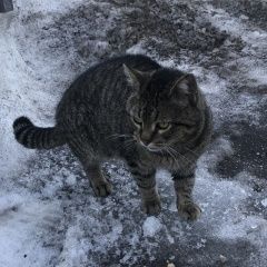 Подробнее об объявлении «Найден кот полосатый котик Санкт-Петербург» Фото: найдена кошка  «Найден кот полосатый котик Санкт-Петербург» в г. Санкт-Петербург
