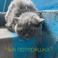 Подробнее об объявлении «Найдена кошка британская кошка Ростов-на-Дону» Фото: найдена кошка  «Найдена кошка британская кошка Ростов-на-Дону» в г. Ростов-на-Дону