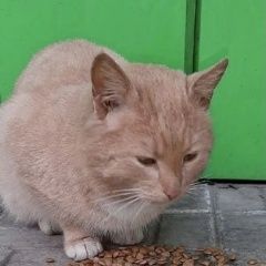 Подробнее об объявлении «Коломна Найден кот рыжий кот» Фото: найдена кошка  «Коломна Найден кот рыжий кот» в г. Коломна