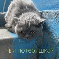 Подробнее об объявлении «Найдена кошка британская кошка Ростов-на-Дону» Фото: найдена кошка  «Найдена кошка британская кошка Ростов-на-Дону» в г. Ростов-на-Дону