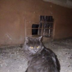 Картинка найдена кошка В городе Кострома замечена кошечька. Кострома