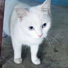 Подробнее об объявлении «Москва Найдена кошка белая или кот» Фото: найдена кошка  «Москва Найдена кошка белая или кот» в г. Москва