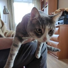Подробнее об объявлении «Москва Найдена кошка, домашний котик» Фото: найдена кошка  «Москва Найдена кошка, домашний котик» в г. Москва
