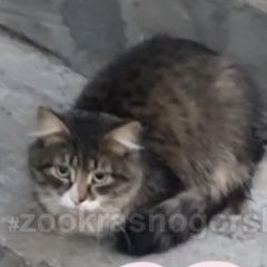 Подробнее об объявлении «Найдена кошка пушистая полосатая Красногорск» Фото: найдена кошка  «Найдена кошка пушистая полосатая Красногорск» в г. Красногорск