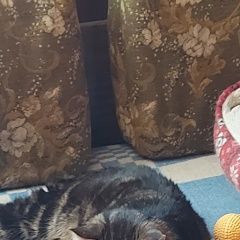 Картинка найдена кошка В городе Мытищи обнаружился котейка. Мытищи