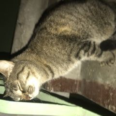 Подробнее об объявлении «Найдена кошка кошечка ул вишневского Казань» Фото: найдена кошка  «Найдена кошка кошечка ул вишневского Казань» в г. Казань