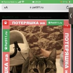 Подробнее об объявлении «Москва Найдена кошка с ошейником» Фото: найдена кошка  «Москва Найдена кошка с ошейником» в г. Москва