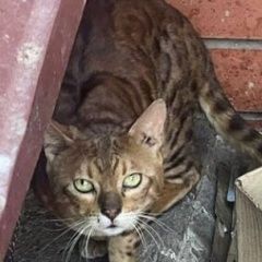 Подробнее об объявлении «Найдена кошка бенгал Долгопрудный» Фото: найдена кошка  «Найдена кошка бенгал Долгопрудный» в г. Долгопрудный