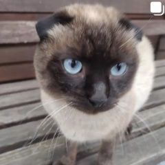 Подробнее об объявлении «Раменское Найдена кошка или кот» Фото: найдена кошка  «Раменское Найдена кошка или кот» в г. Раменское