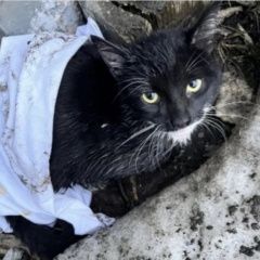Подробнее об объявлении «Москва Найдена кошка чёрная с белым пятнышком» Фото: найдена кошка  «Москва Найдена кошка чёрная с белым пятнышком» в г. Москва