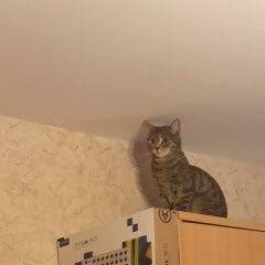 Подробнее об объявлении «Найдена кошка Балашиха» Фото: найдена кошка  «Найдена кошка Балашиха» в г. Балашиха