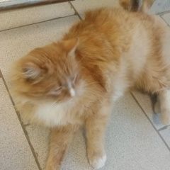 Подробнее об объявлении «Найдена кошка или кот рыжий Егорьевск» Фото: найдена кошка  «Найдена кошка или кот рыжий Егорьевск» в г. Егорьевск