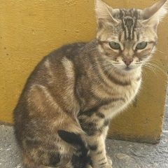 Подробнее об объявлении «Махачкала Найдена кошка бенгальская» Фото: найдена кошка Бенгальская кошка «Махачкала Найдена кошка бенгальская» в г. Махачкала